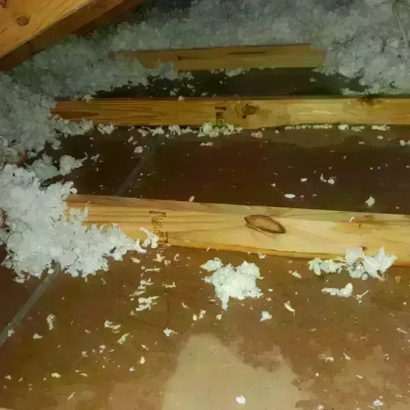 Attic Water Damage in Lauderdale County, AL