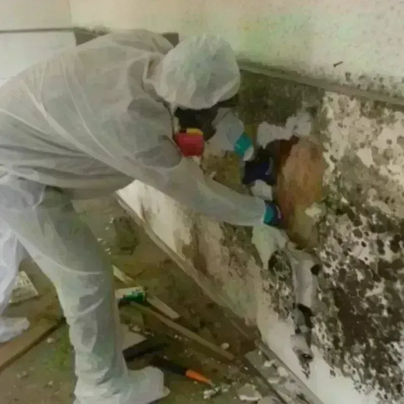 Mold Remediation and Removal in Lauderdale County, AL